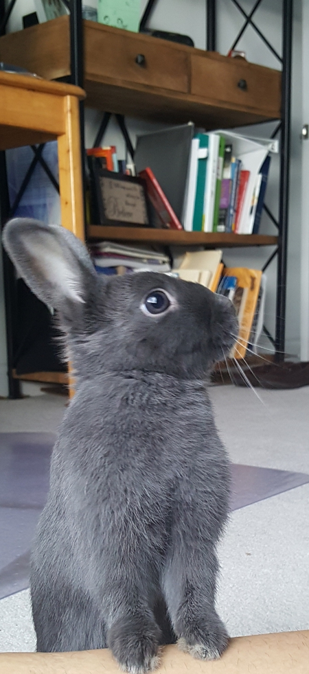 Entry image for Bun-Bun. Clicking this image will show a larger photo