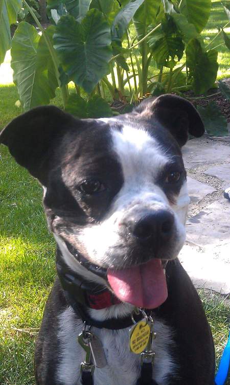 Entry image for Ruger. Clicking this image will show a larger photo