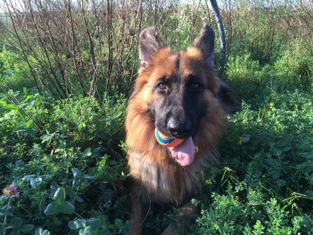 Entry image for Tango. Clicking this image will show a larger photo