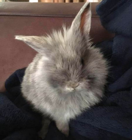 Entry image for Dory. Clicking this image will show a larger photo