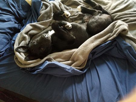 Entry image for Dexter. Clicking this image will show a larger photo