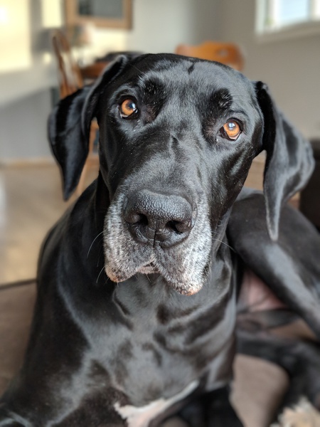 Entry image for Edison. Clicking this image will show a larger photo