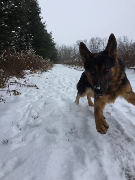 Entry image for Chance. Clicking this image will show a larger photo