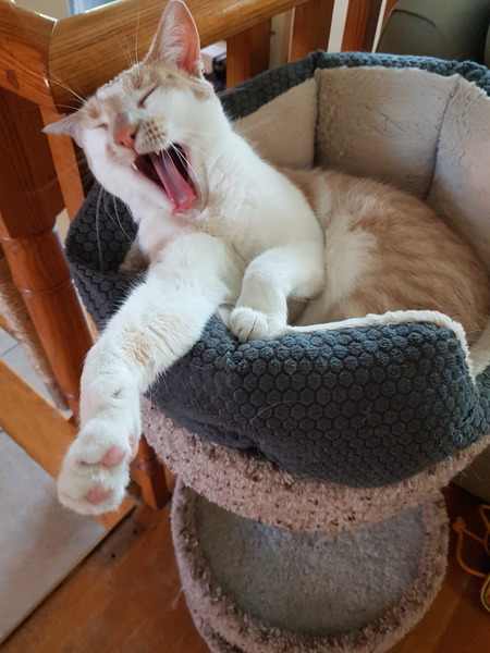 Entry image for Benny. Clicking this image will show a larger photo