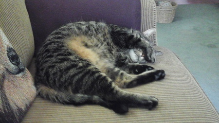 Entry image for Tink. Clicking this image will show a larger photo