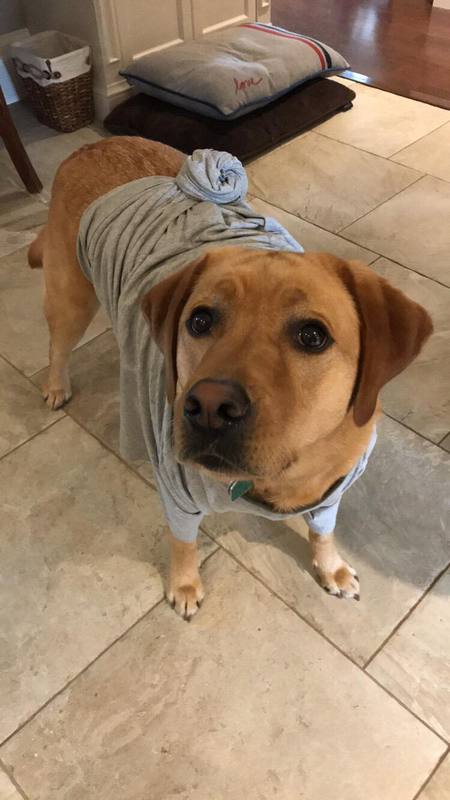 Entry image for Penny. Clicking this image will show a larger photo