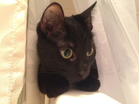 Entry image for Felix. Clicking this image will show a larger photo