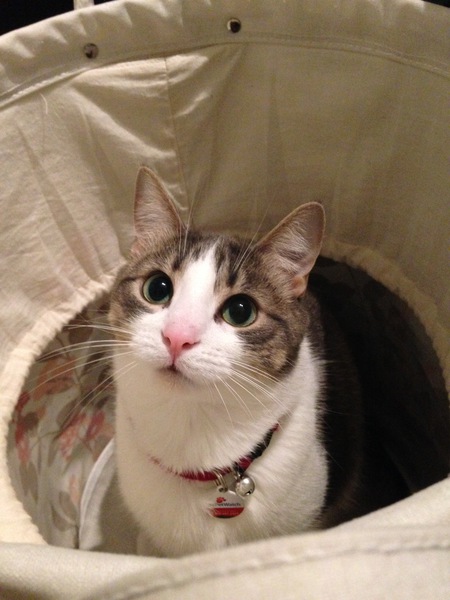 Entry image for Adela. Clicking this image will show a larger photo