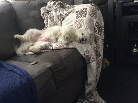 Entry image for Chloe. Clicking this image will show a larger photo