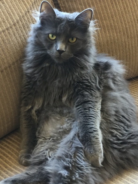 Entry image for Yogi. Clicking this image will show a larger photo