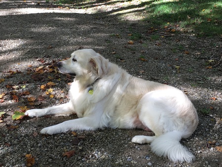 Entry image for Bear. Clicking this image will show a larger photo