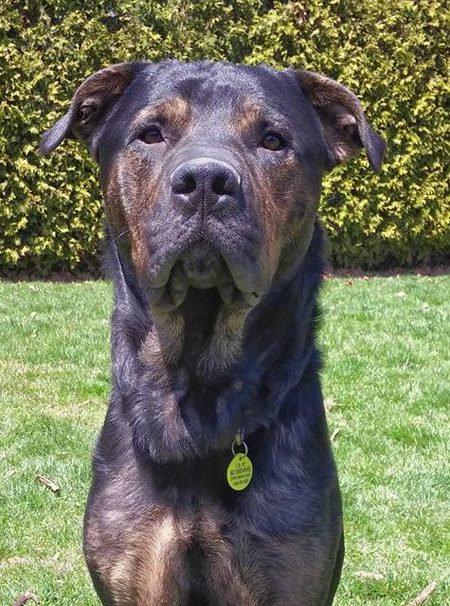 Entry image for Bear (GHS model). Clicking this image will show a larger photo