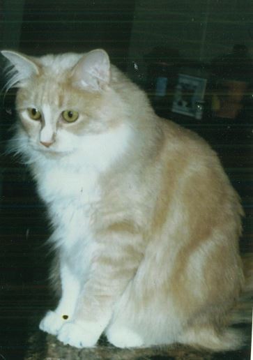 Entry image for Buffy. Clicking this image will show a larger photo