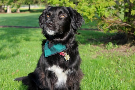 Entry image for Felix. Clicking this image will show a larger photo