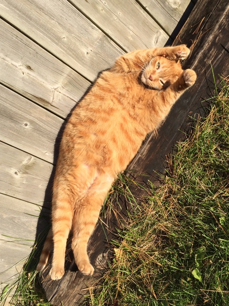 Entry image for Hobbes. Clicking this image will show a larger photo