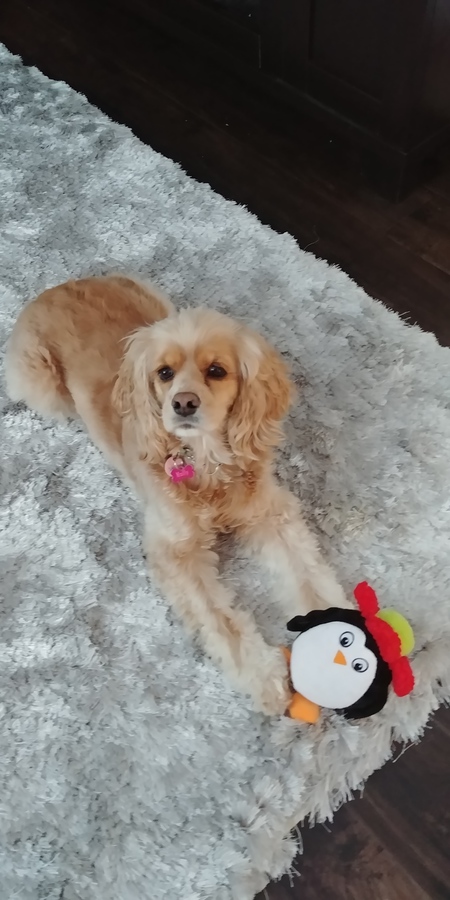 Entry image for Molly. Clicking this image will show a larger photo