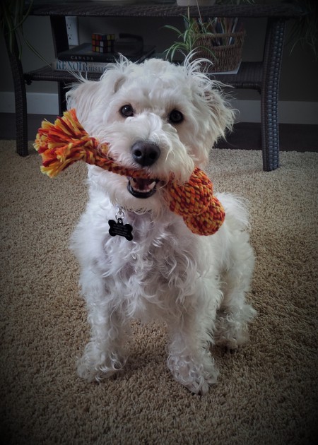 Entry image for Chili. Clicking this image will show a larger photo