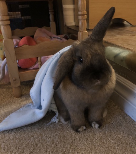 Entry image for Lola. Clicking this image will show a larger photo