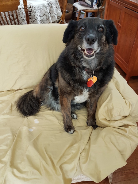 Entry image for Annie . Clicking this image will show a larger photo