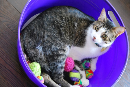 Entry image for Jeffrey. Clicking this image will show a larger photo