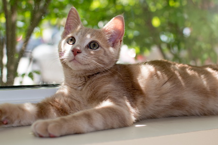 Entry image for Cashew. Clicking this image will show a larger photo