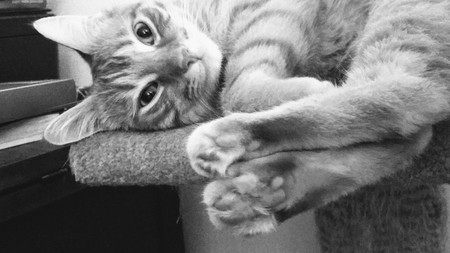 Entry image for Pod. Clicking this image will show a larger photo