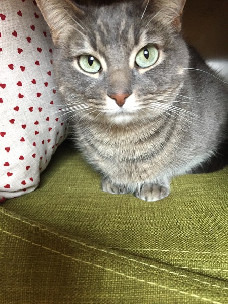 Entry image for Sunny. Clicking this image will show a larger photo