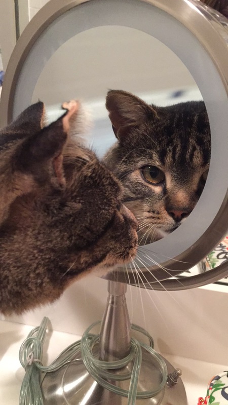 Entry image for Skippy . Clicking this image will show a larger photo