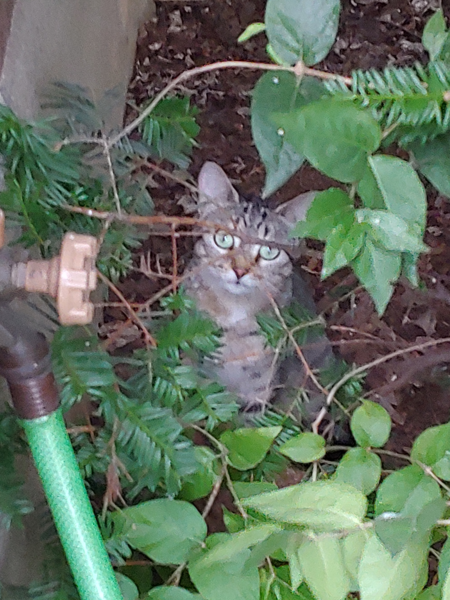 stray momcat 1