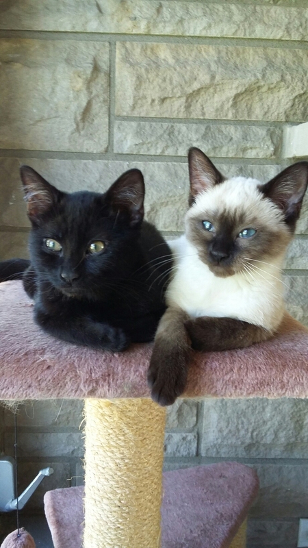 Spike Wee & Cocoa Puff