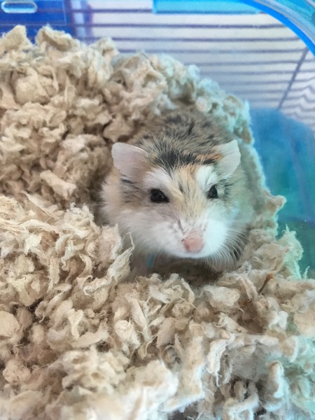 Winston