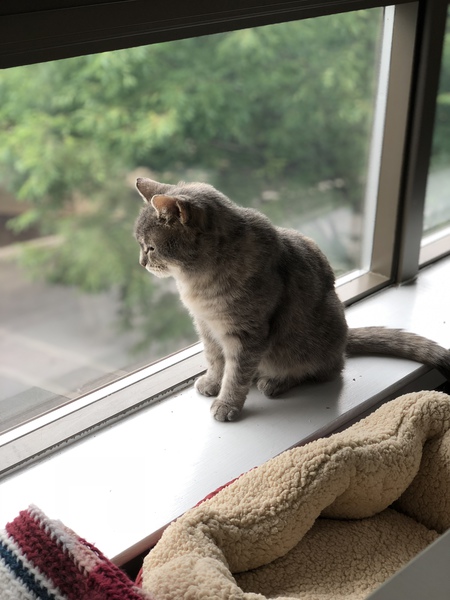 Leia