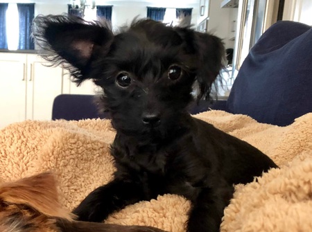 Luci