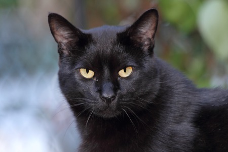 Jasper