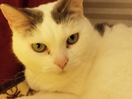 Lady Jane (aka Sweetie)