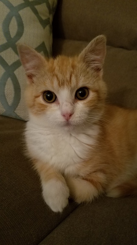 Ollie