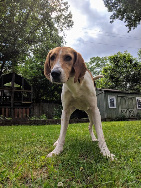 Scout