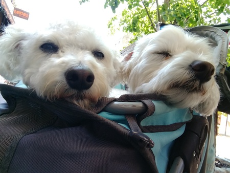 Fletcher and Cooper