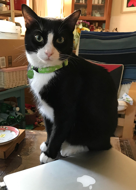 Oreo, Jr.