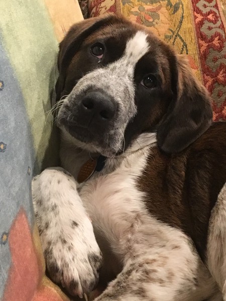 Bodhi