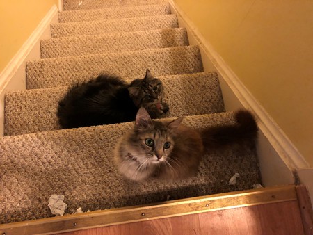 Cottontail & Gracie