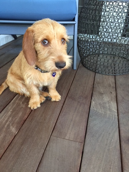 Gemma