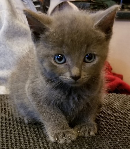 Merlin