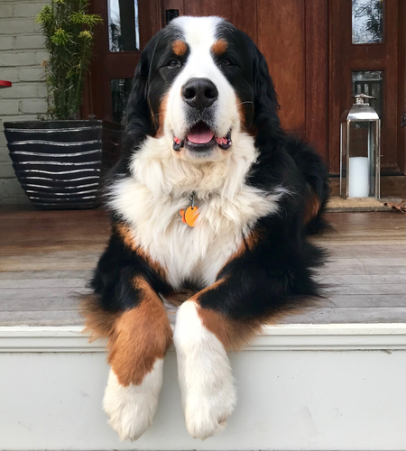 Bear