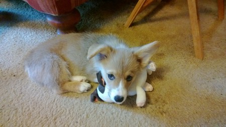 Frodo