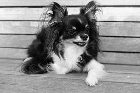 Bailey