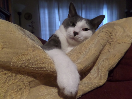 Zorro