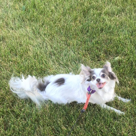 BB