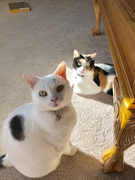 Buttercup and Snickers 