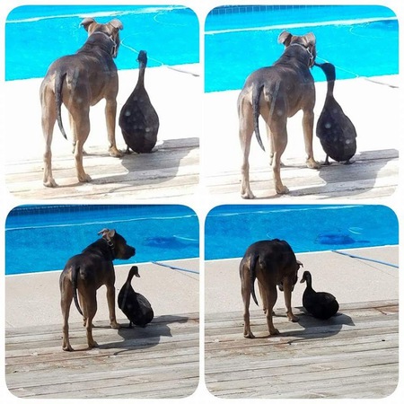 Bullet & Tank